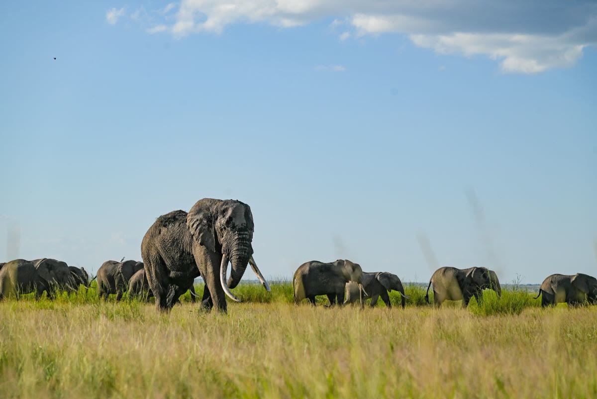 Iconic African elephants and herd traversing ancient migratory paths across Amboseli